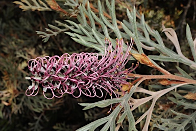 APII jpeg image of Grevillea 'Dorothy Gordon'  © contact APII