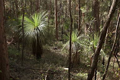 APII jpeg image of Xanthorrhoea johnsonii  © contact APII