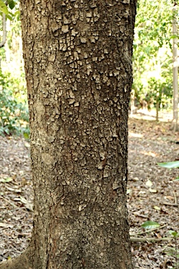 APII jpeg image of Terminalia microcarpa  © contact APII