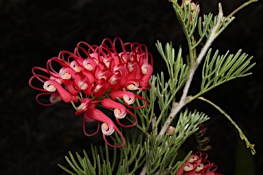 APII jpeg image of Grevillea 'Jory'  © contact APII