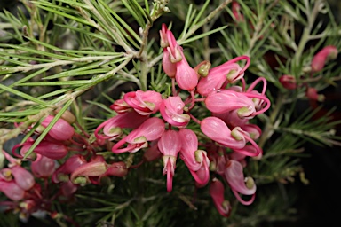 APII jpeg image of Grevillea 'Crimson Villea'  © contact APII