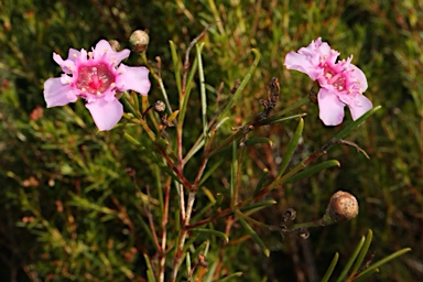 APII jpeg image of Chamelaucium 'Raspberry Ripple'  © contact APII