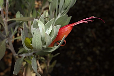 APII jpeg image of Eremophila 'Tiger'  © contact APII