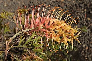 APII jpeg image of Grevillea 'Strawberry Pops'  © contact APII