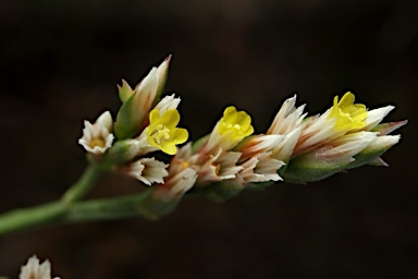 APII jpeg image of Limonium australe  © contact APII