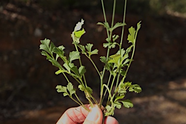 APII jpeg image of Xanthosia atkinsoniana  © contact APII