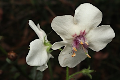 APII jpeg image of Verbascum blattaria  © contact APII