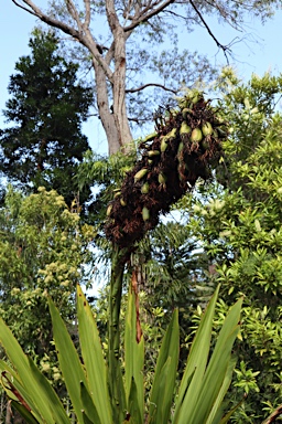 APII jpeg image of Doryanthes palmeri  © contact APII