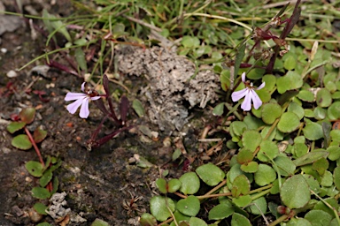 APII jpeg image of Lobelia anceps  © contact APII