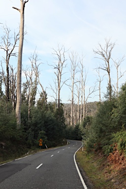 APII jpeg image of Eucalyptus regnans  © contact APII