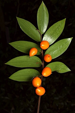 APII jpeg image of Drymophila moorei  © contact APII