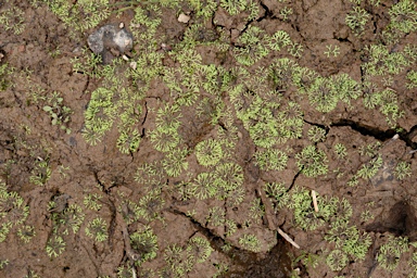 APII jpeg image of Riccia fluitans  © contact APII