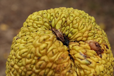 APII jpeg image of Maclura pomifera  © contact APII