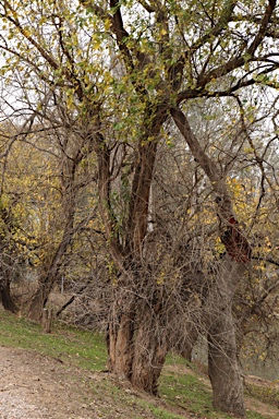 APII jpeg image of Maclura pomifera  © contact APII
