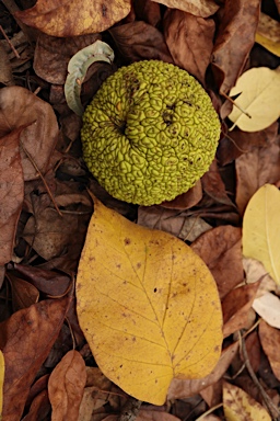 APII jpeg image of Maclura pomifera  © contact APII