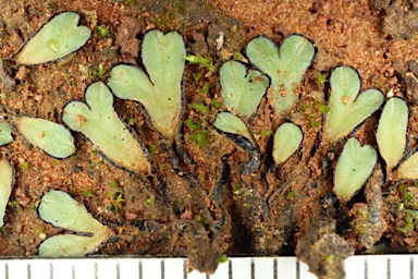 APII jpeg image of Riccia inflexa  © contact APII