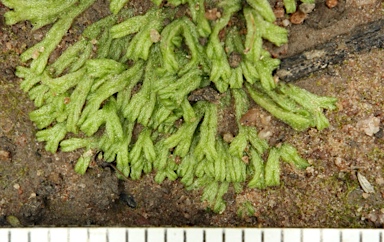 APII jpeg image of Riccia fluitans  © contact APII