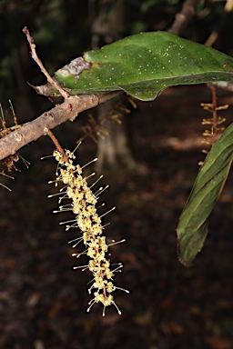 APII jpeg image of Helicia australasica  © contact APII