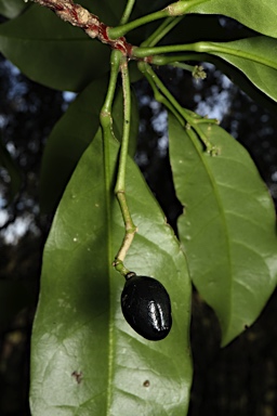 APII jpeg image of Pitaviaster haplophylla  © contact APII