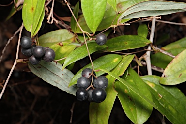 APII jpeg image of Smilax glyciphylla  © contact APII