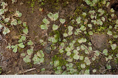 APII jpeg image of Riccia cartilaginosa  © contact APII