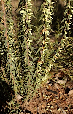 APII jpeg image of Melichrus urceolatus  © contact APII