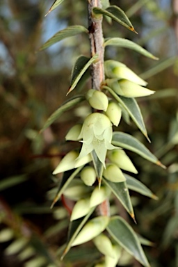 APII jpeg image of Melichrus urceolatus  © contact APII