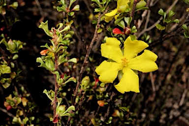 APII jpeg image of Hibbertia monogyna  © contact APII