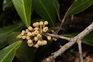 APII jpeg image of Myrsine variabilis  © contact APII