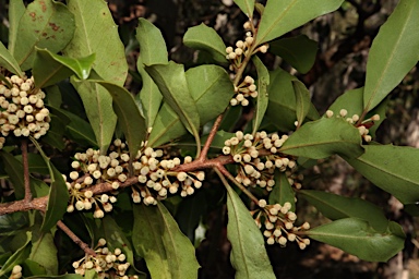 APII jpeg image of Myrsine variabilis  © contact APII