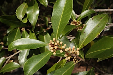 APII jpeg image of Myrsine variabilis  © contact APII