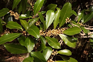 APII jpeg image of Myrsine variabilis  © contact APII