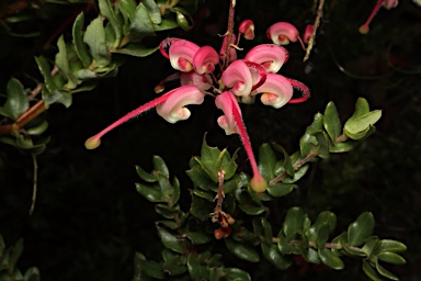 APII jpeg image of Grevillea baueri subsp. asperula  © contact APII