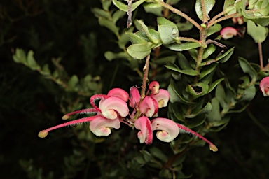 APII jpeg image of Grevillea baueri subsp. asperula  © contact APII