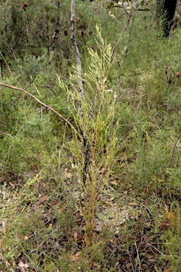 APII jpeg image of Olax stricta  © contact APII