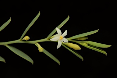 APII jpeg image of Olax stricta  © contact APII