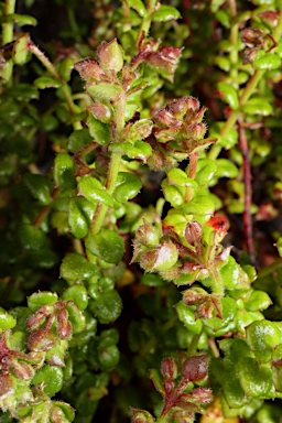 APII jpeg image of Gonocarpus teucrioides  © contact APII