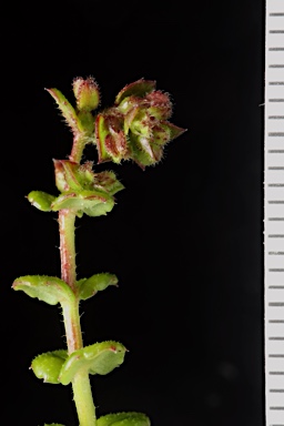 APII jpeg image of Gonocarpus teucrioides  © contact APII