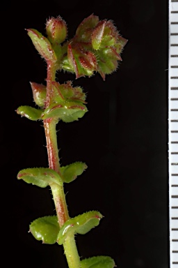 APII jpeg image of Gonocarpus teucrioides  © contact APII