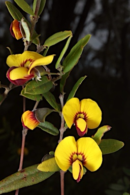 APII jpeg image of Bossiaea kiamensis  © contact APII