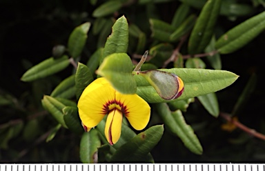 APII jpeg image of Bossiaea kiamensis  © contact APII