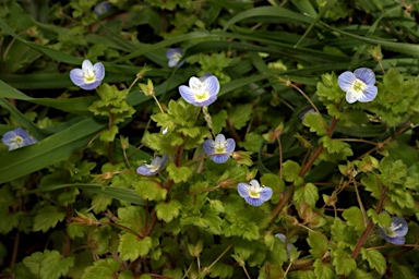 APII jpeg image of Veronica persica  © contact APII