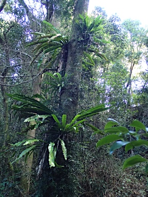 APII jpeg image of Asplenium australasicum  © contact APII