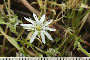 APII jpeg image of Stellaria angustifolia subsp. angustifolia  © contact APII
