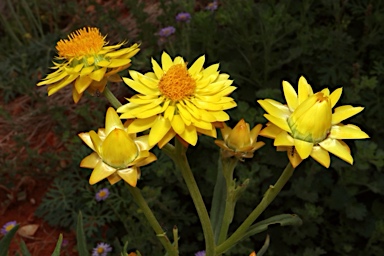 APII jpeg image of Xerochrysum sp. Chinchilla (A.N. Schmidt-Lebuhn 1745)  © contact APII