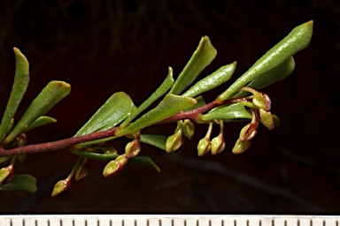 APII jpeg image of Dodonaea peduncularis  © contact APII