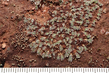 APII jpeg image of Riccia areolata  © contact APII