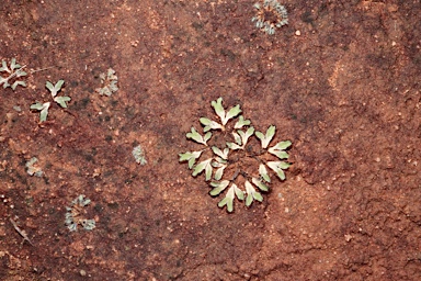 APII jpeg image of Riccia rubrispora  © contact APII