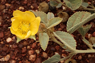 APII jpeg image of Sida platycalyx  © contact APII