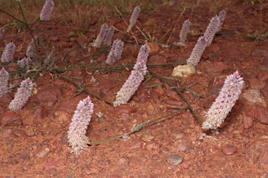 APII jpeg image of Ptilotus leucocoma  © contact APII